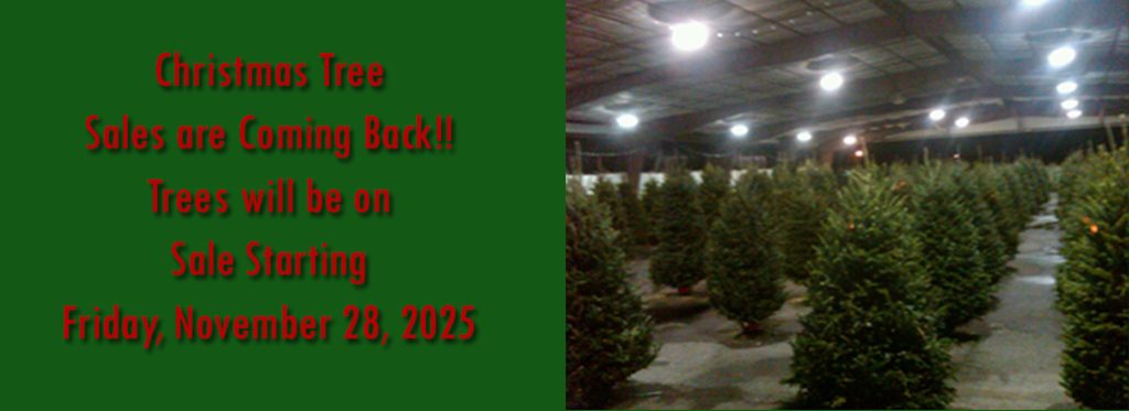 New XMAS Tree Sales Coming 2025