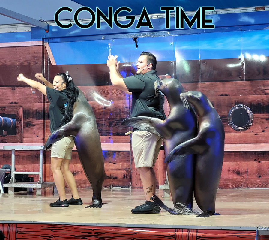 Sea Lion Dancing Seal